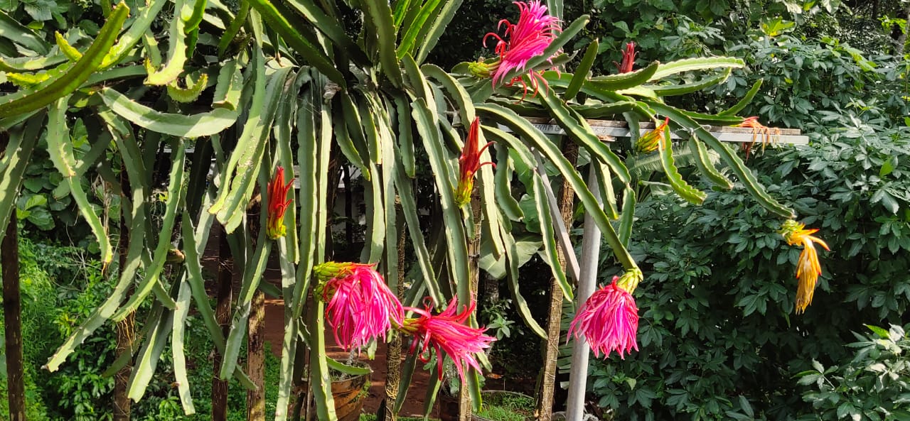 senior citizen grows dragon fruits