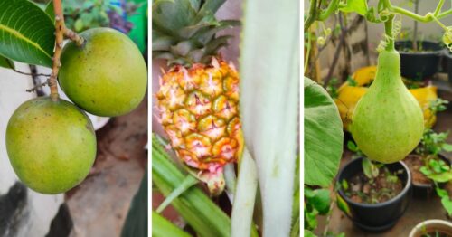 fruits in a terrace garden