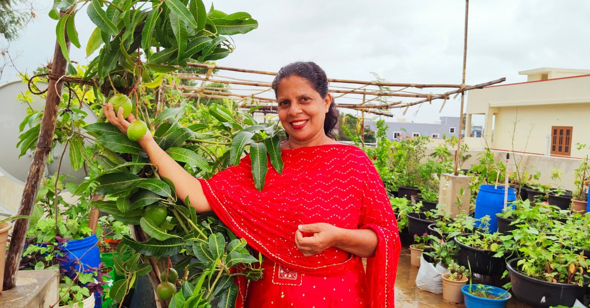 Farm uses 25,000 Grow Bags to Produce Vegetables over Sandy