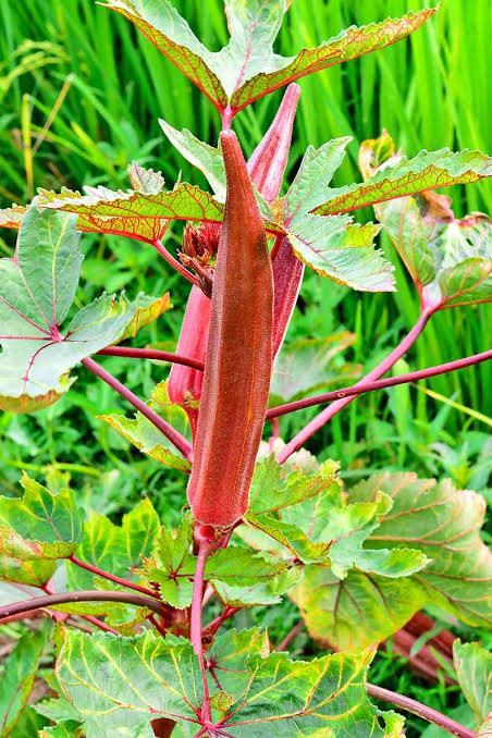 Red okras in a farm