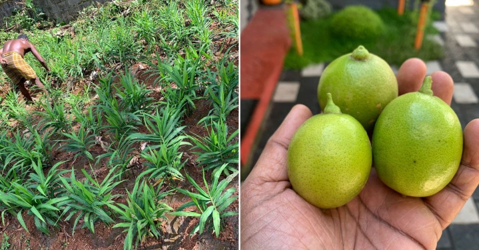 Ginger and seedless lemon from Vinod's farm. 