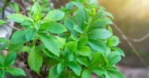 This Natural Sweetener Helps in Weight Loss: Grow Stevia At Home