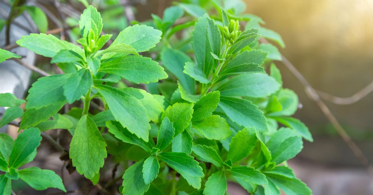 This Natural Sweetener Helps in Weight Loss: Grow Stevia At Home
