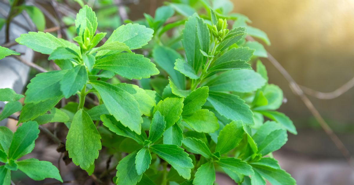 stevia plant sugar