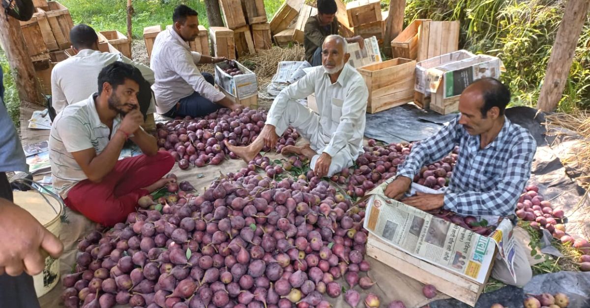 74-YO Kashmiri Farmer Grows Exotic Pears, Goes From Earning Rs 4K to Rs 25 Lakh/Year