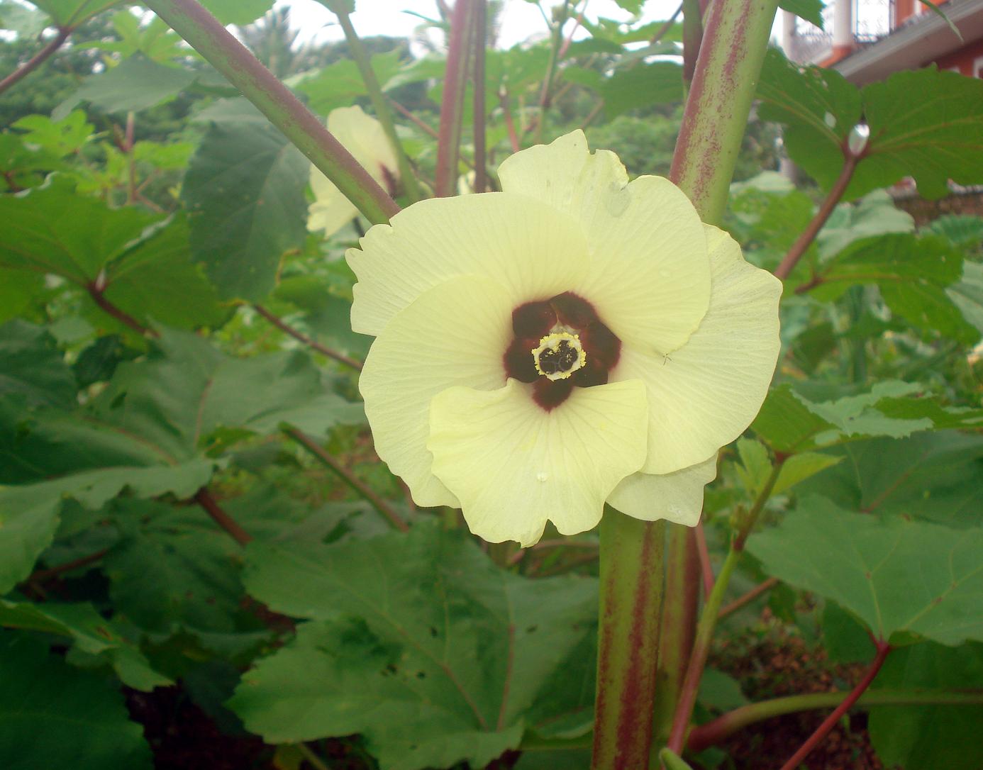 Red lady finger flower