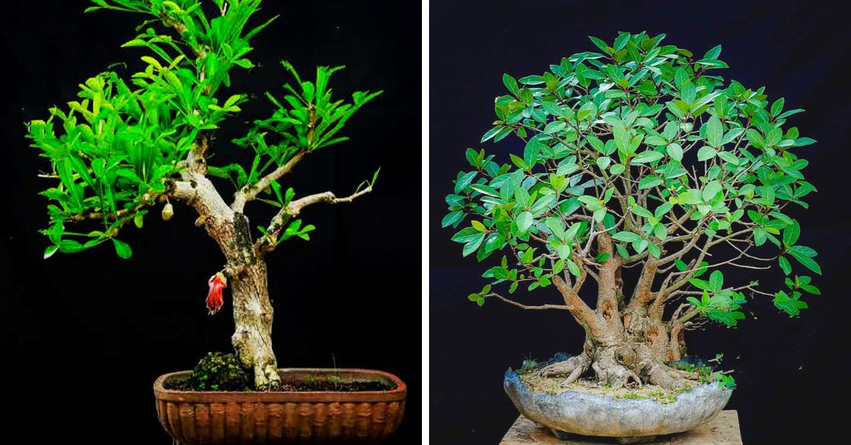 Ex Marine Engineer Creates Bonsai Paradise