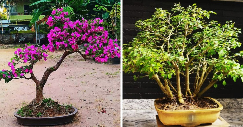 Ex Marine Engineer Creates Bonsai Paradise