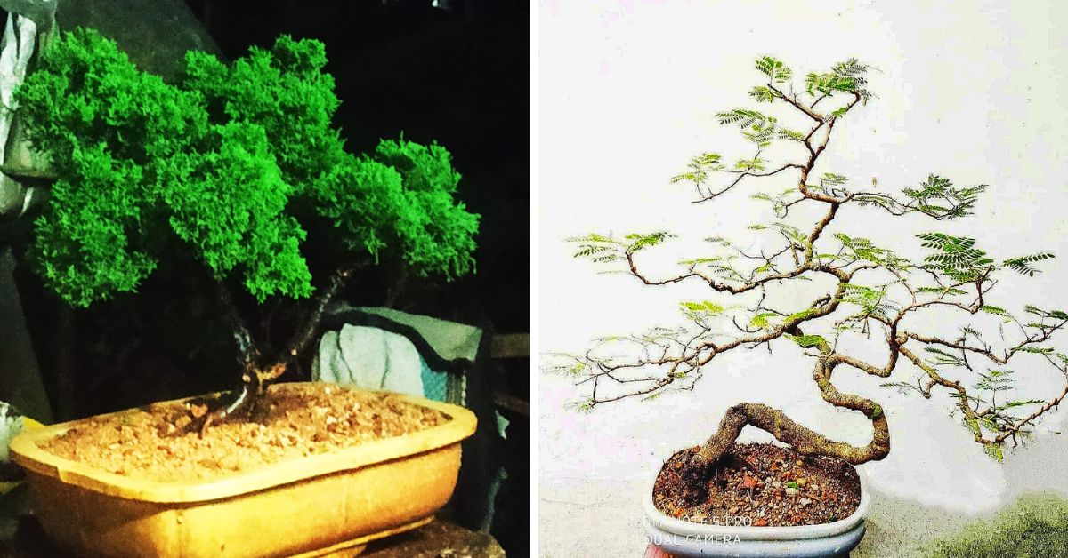 Ex Marine Engineer Creates Bonsai Paradise