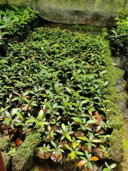 Mangosteen farming Kerala