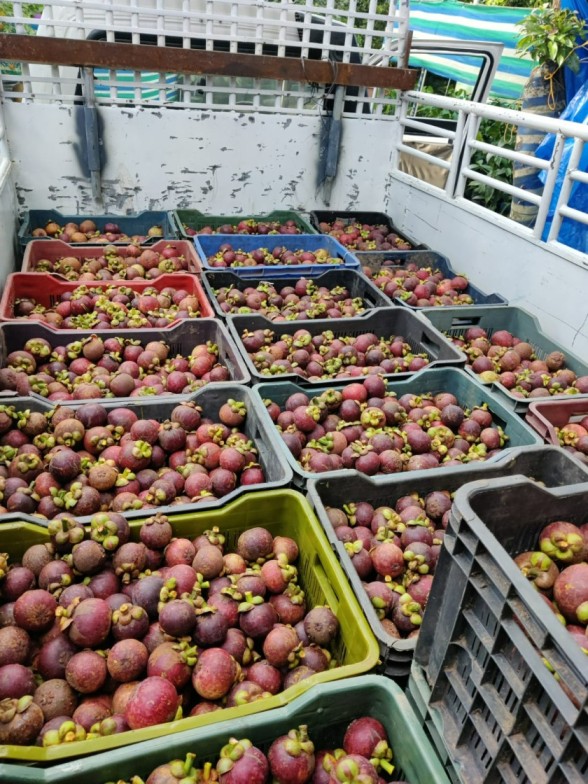 Mangosteen farming Kerala