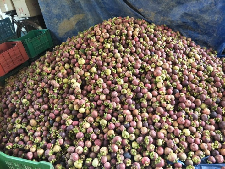 Mangosteen farming Kerala