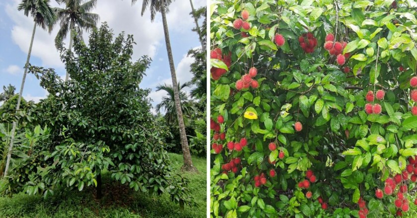 Mangosteen farming Kerala