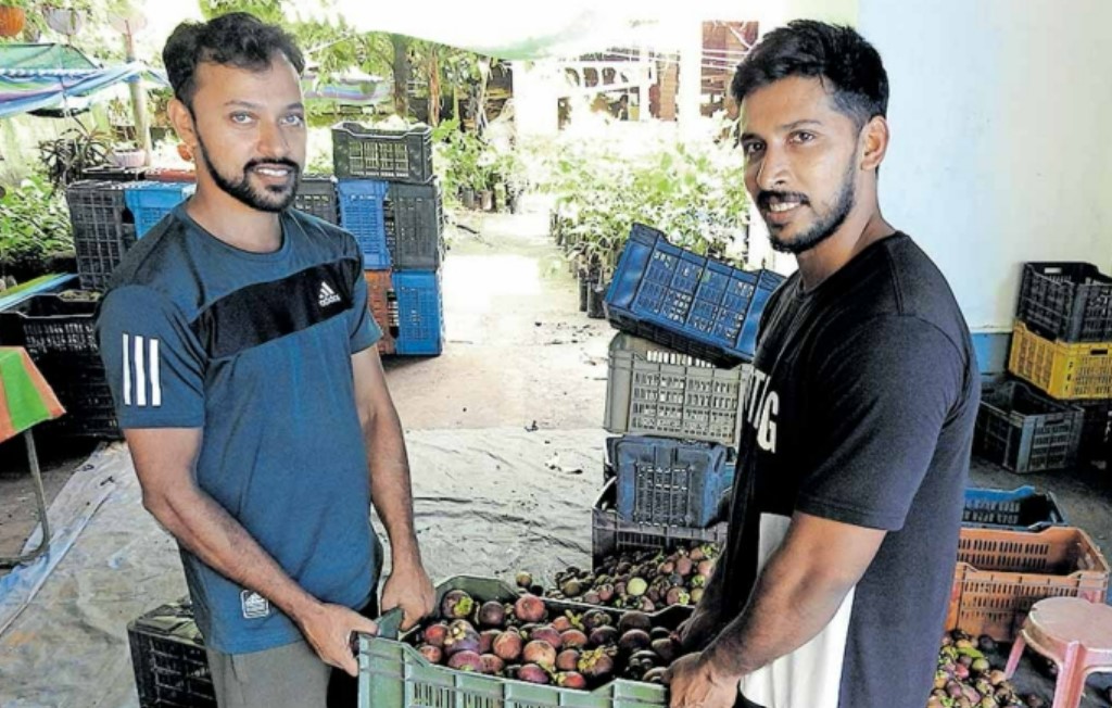 Mangosteen farming Kerala