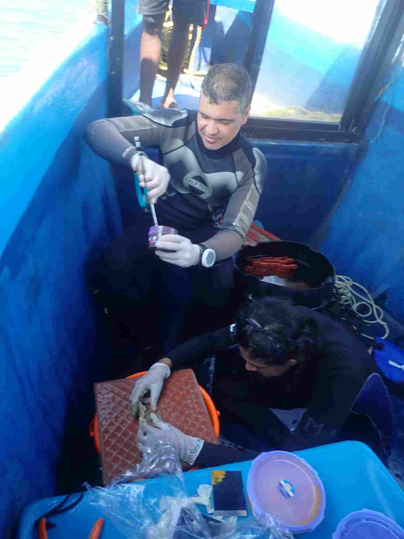 Transplanting corals is an extensive process