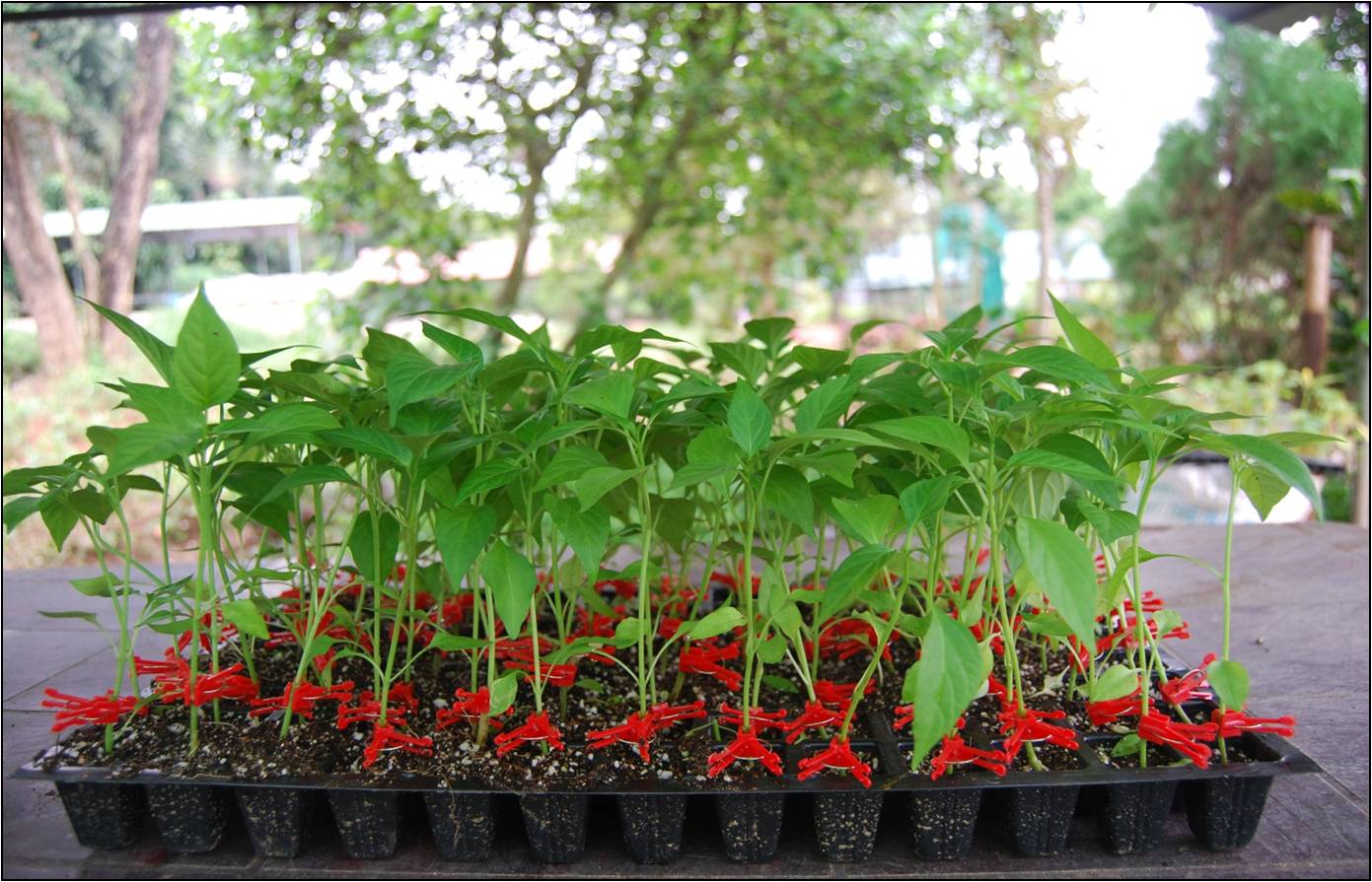 a tray of grafted vegetable saplings 