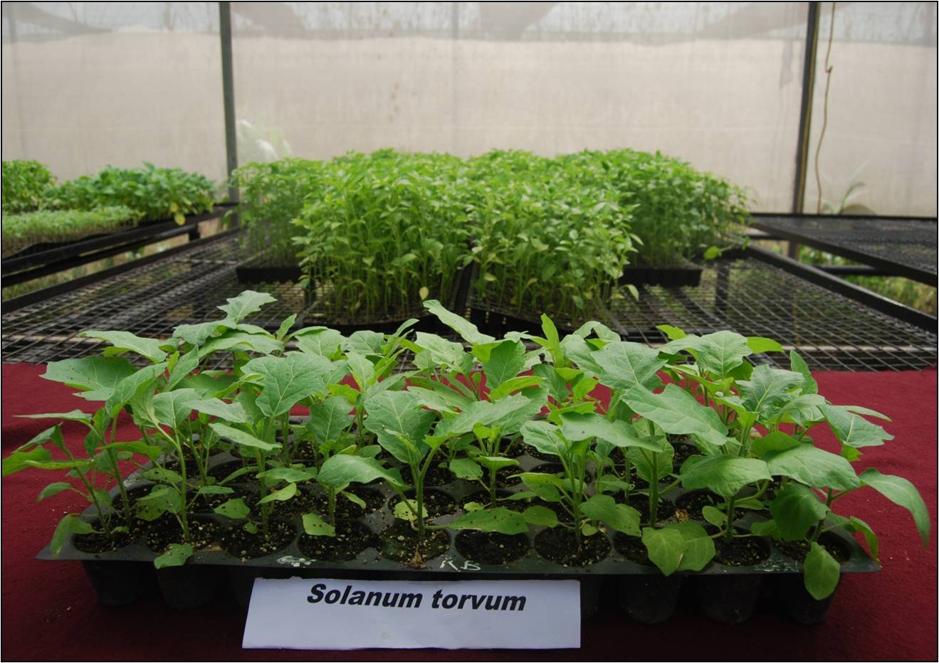 a tray of grafted vegetable saplings 