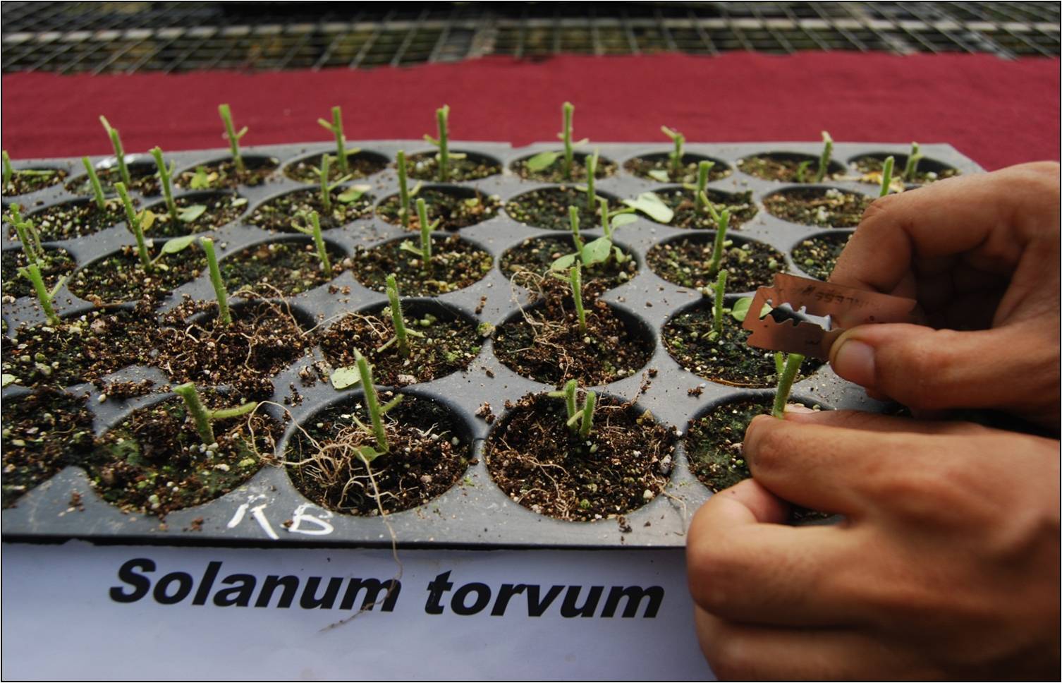 a tray of grafted vegetable saplings 