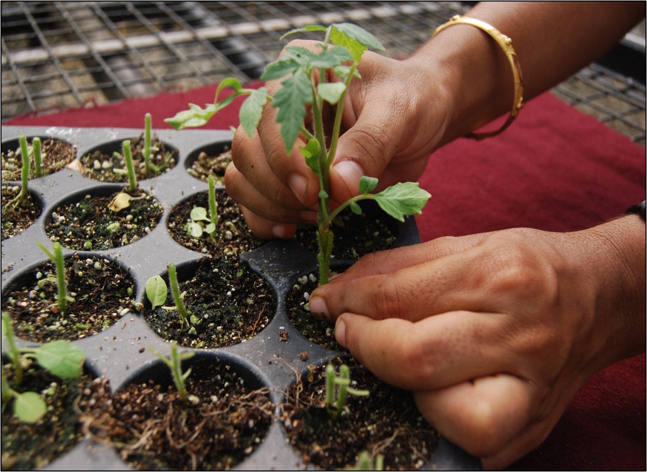 vegetable saplings being grafted in a black coloured tray 
