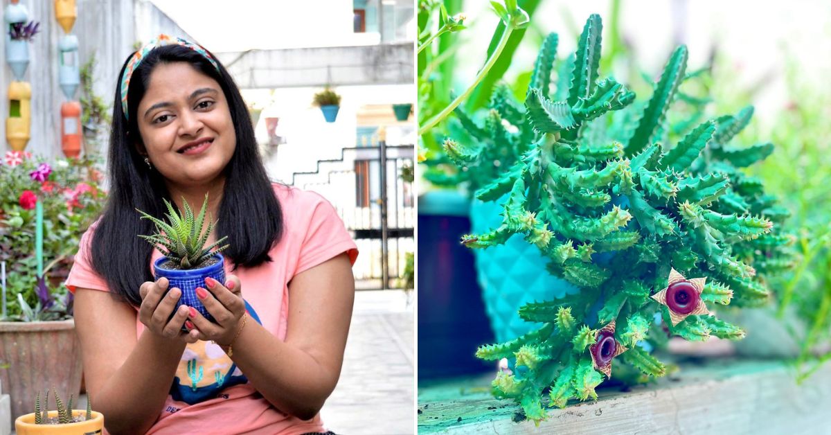 Expert Advice: 9 Tips for Healthy Plants During Monsoon