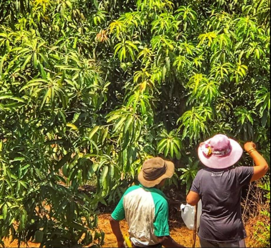 two people wearing hats inspect a mango orchard 