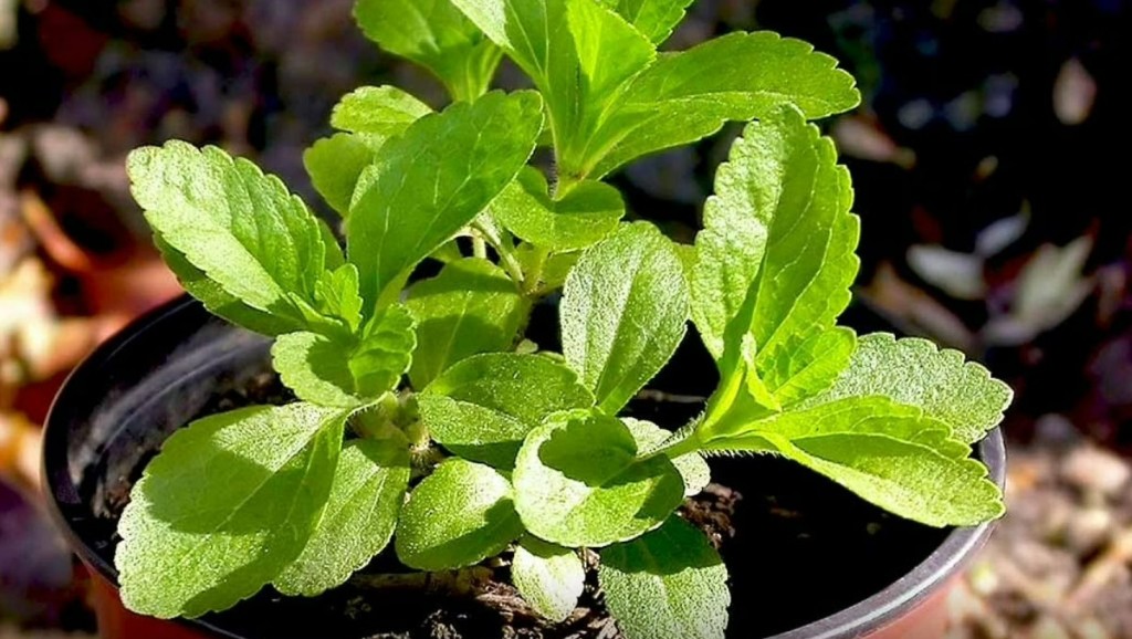 Grow Stevia at Home: Natural Zero-Calorie Sweetener for Diabetes ...