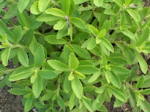 How to grow stevia at home