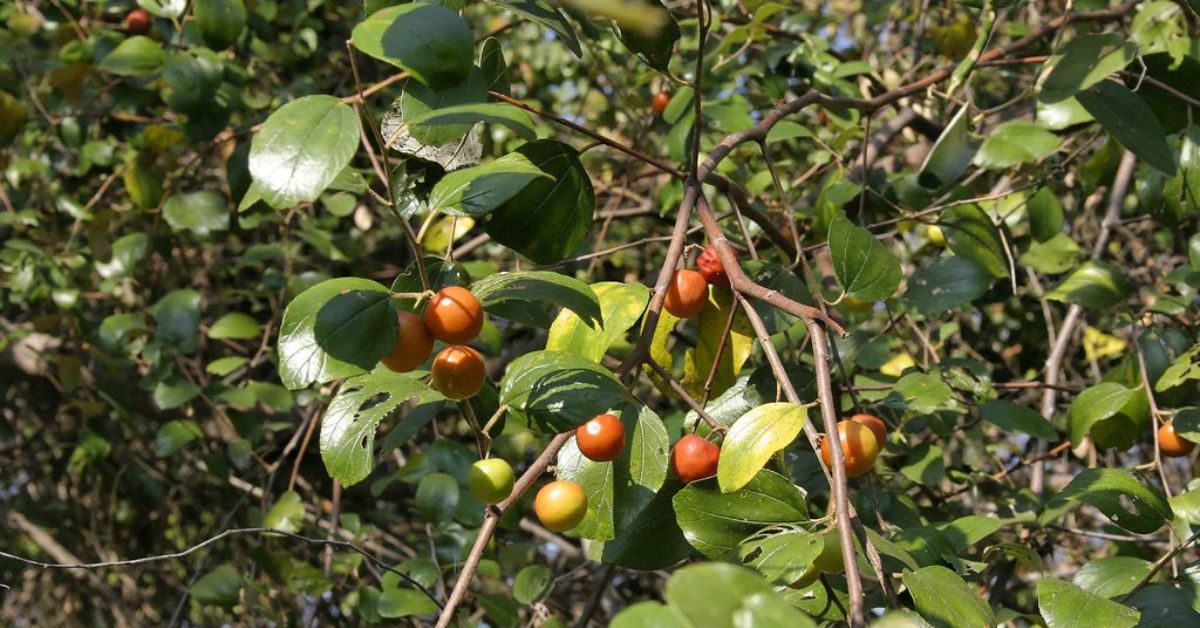 The Indian Jujube plant