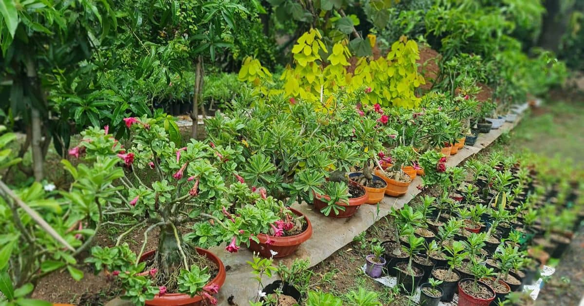 Retired engineer Sureshchandra's garden