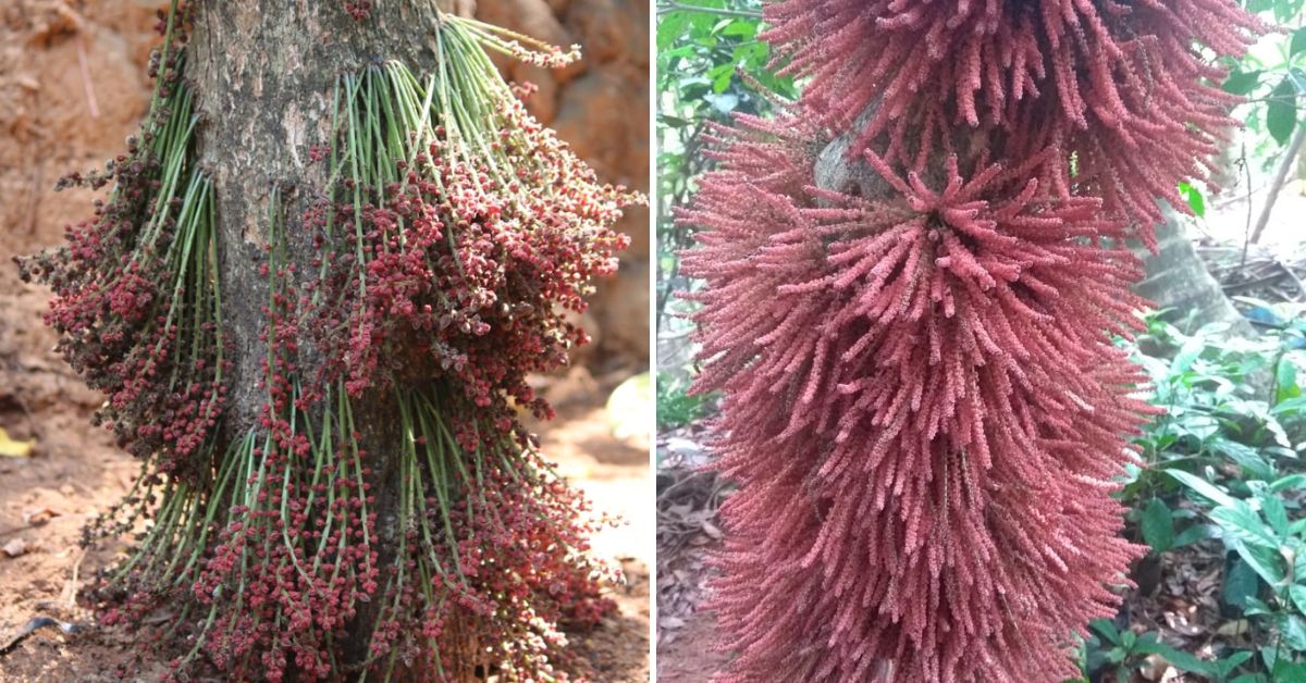 Female flowers (left) and male flowers (right) on a mooti tree.