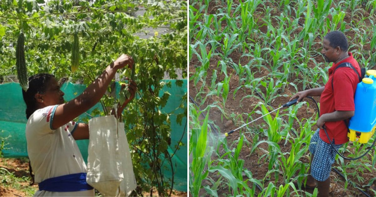 Valliammal at a kitchen garden (left) and Rajan sparying biopesticides in their farm at Martalli