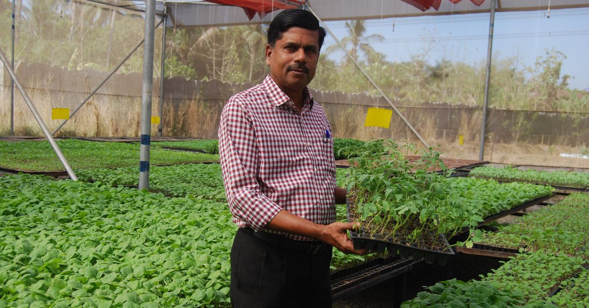 How to do Vegetable Grafting Which Can Earn Upto Rs 4000/ Day, Expert Shares Tips