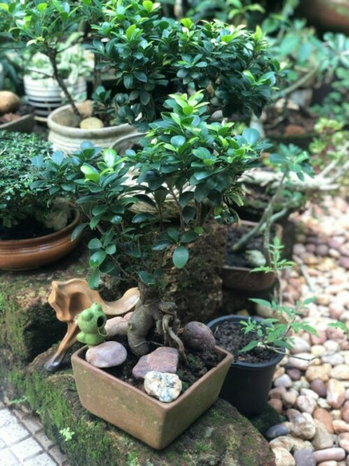 Bonsai Tree Care: Tips and Techniques for Healthy, Thriving Miniature  Gardens, Ultimate Guide - Green Souq UAE