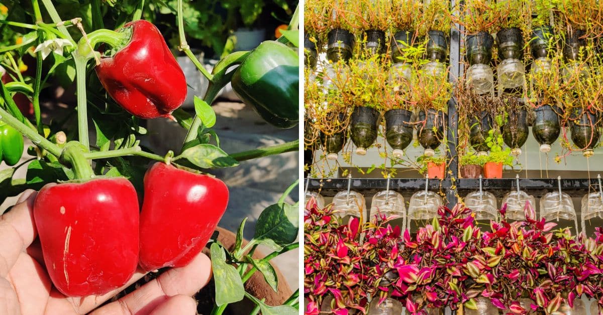 Grow capsicums in upcycled plastic bottles