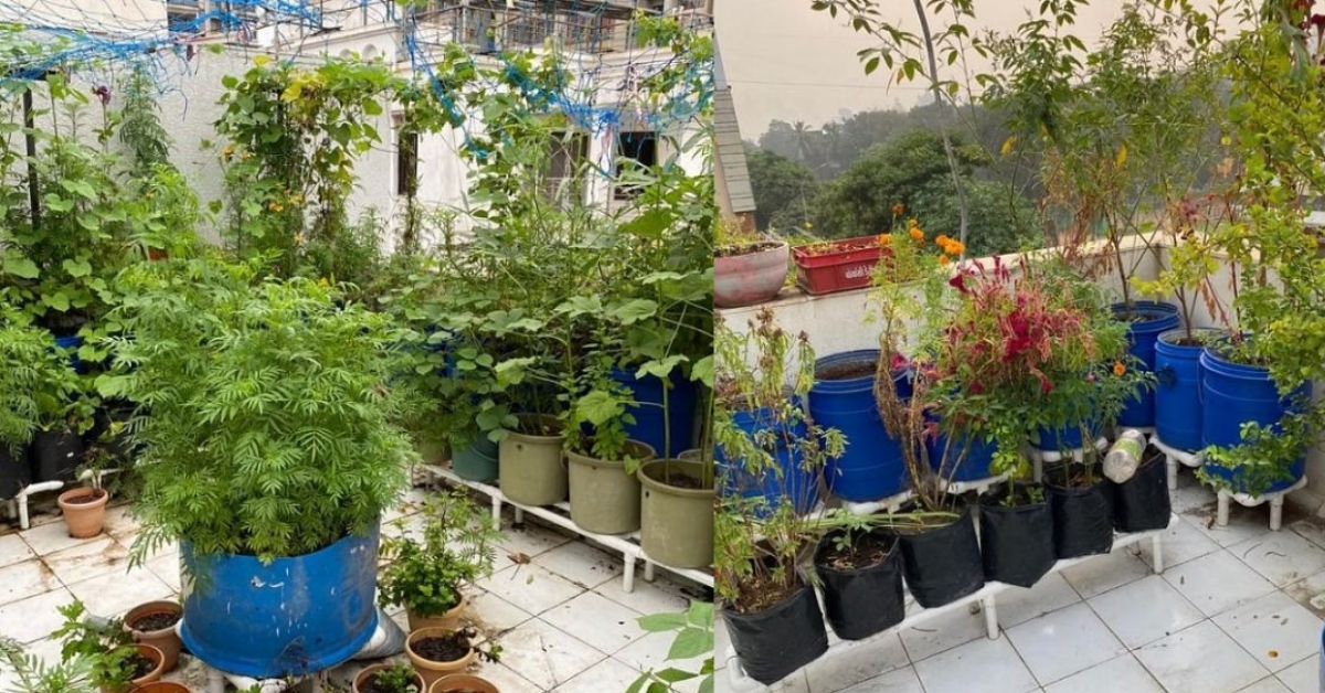 an urban terrace garden with hundreds of green coloured plants and blue coloured pots and bins 