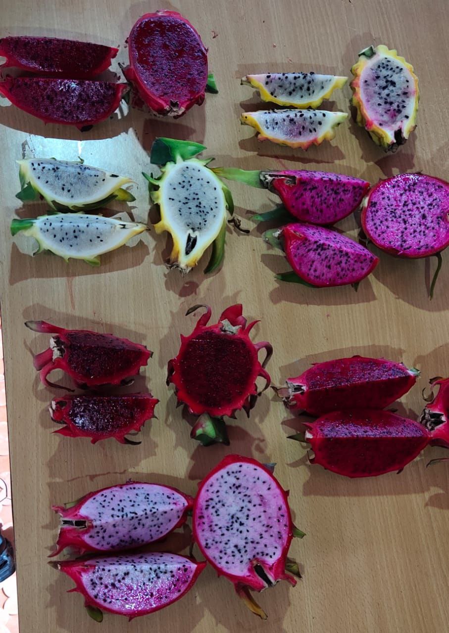 senior citizen kerala farmer Joseph Karackadu grows dragon fruits