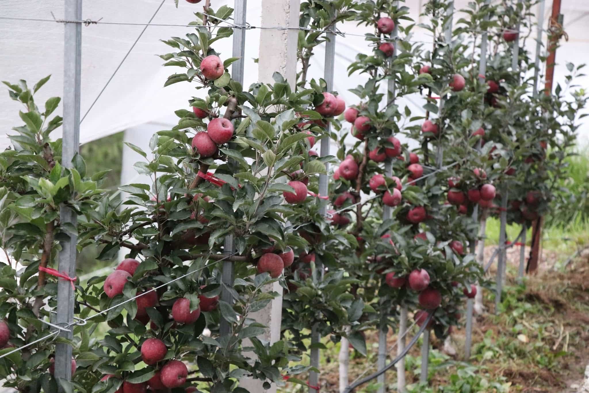 apel di kebun rawat