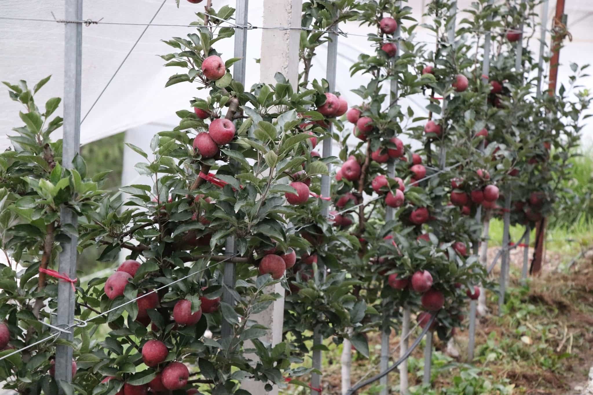 apples at the rawat's orchard