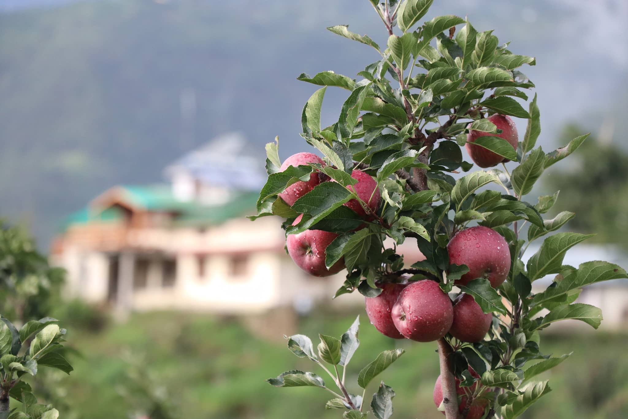 Apples at the orchard