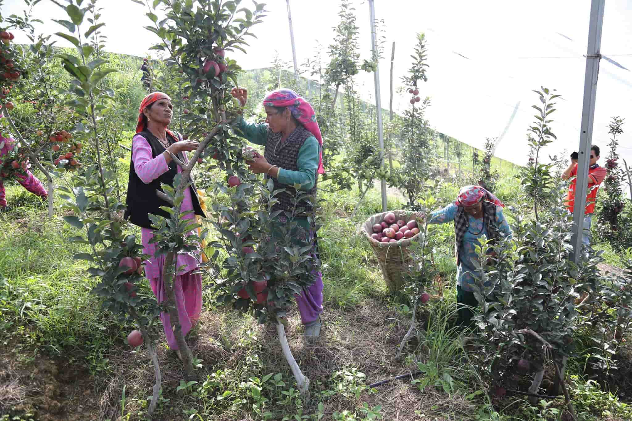 Apples being picked at the orchard