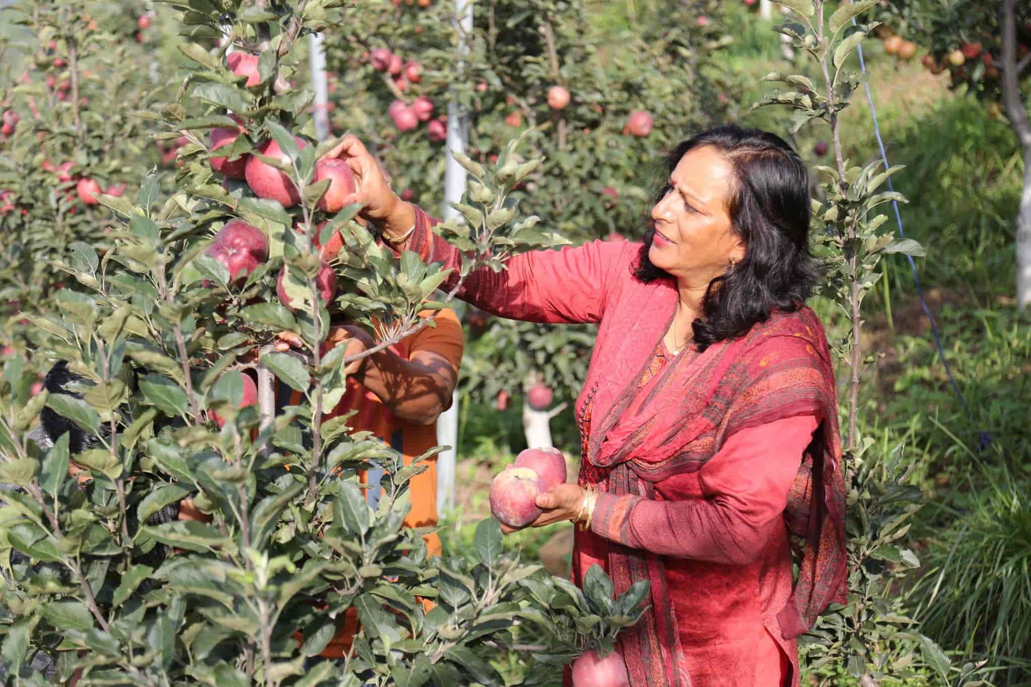 Rajani Rawat picking apples from their orchard
