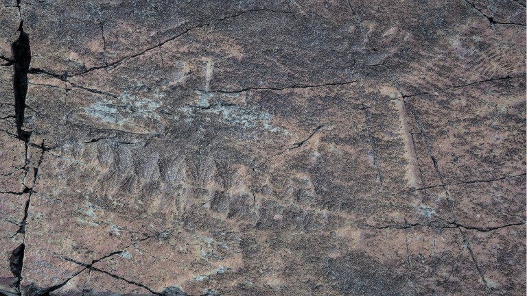 the fractofusus misrai, an ediacaran fossil discovered by geologist dr s b misra 
