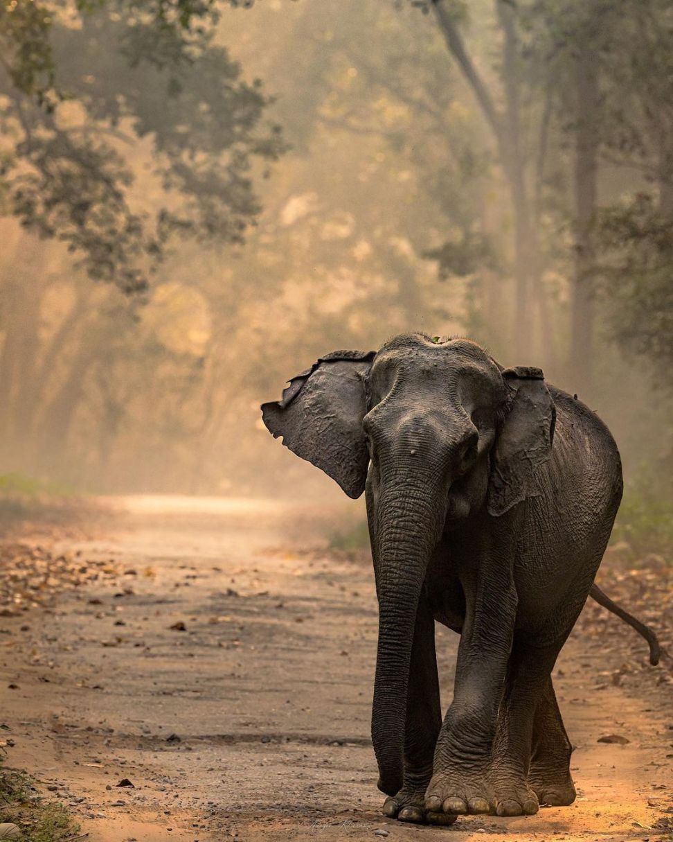 A baby elephants at Jim Corbett National Park.