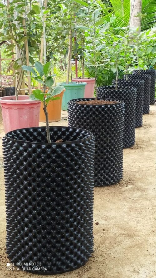kerala farmer bijumon antony grows exotic fruits on air pots