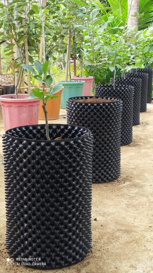 How to Grow Apple & Almond Trees in Half the Time using Air Pots