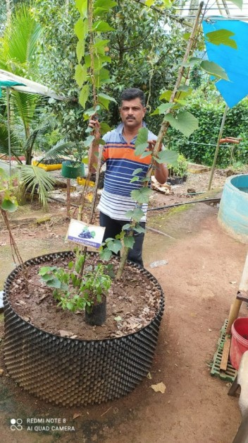 bijumon antony growing exotic fruit trees in air pots