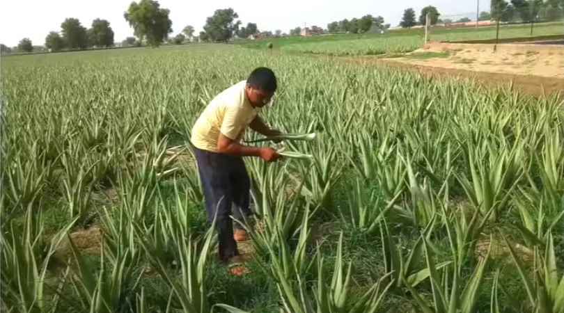 aloe vera farmer Ajay Swamy in the fields