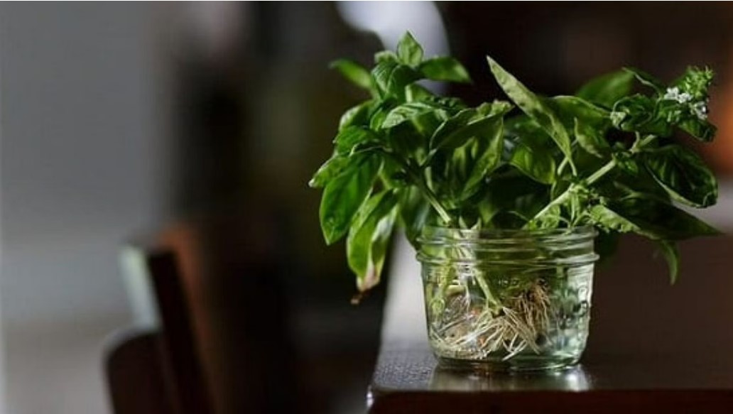 How to Grow Basil leaves
