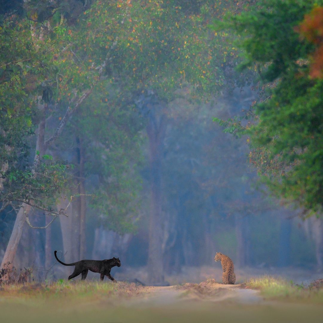 Black panther and leopard at Kabini forest reserve. 