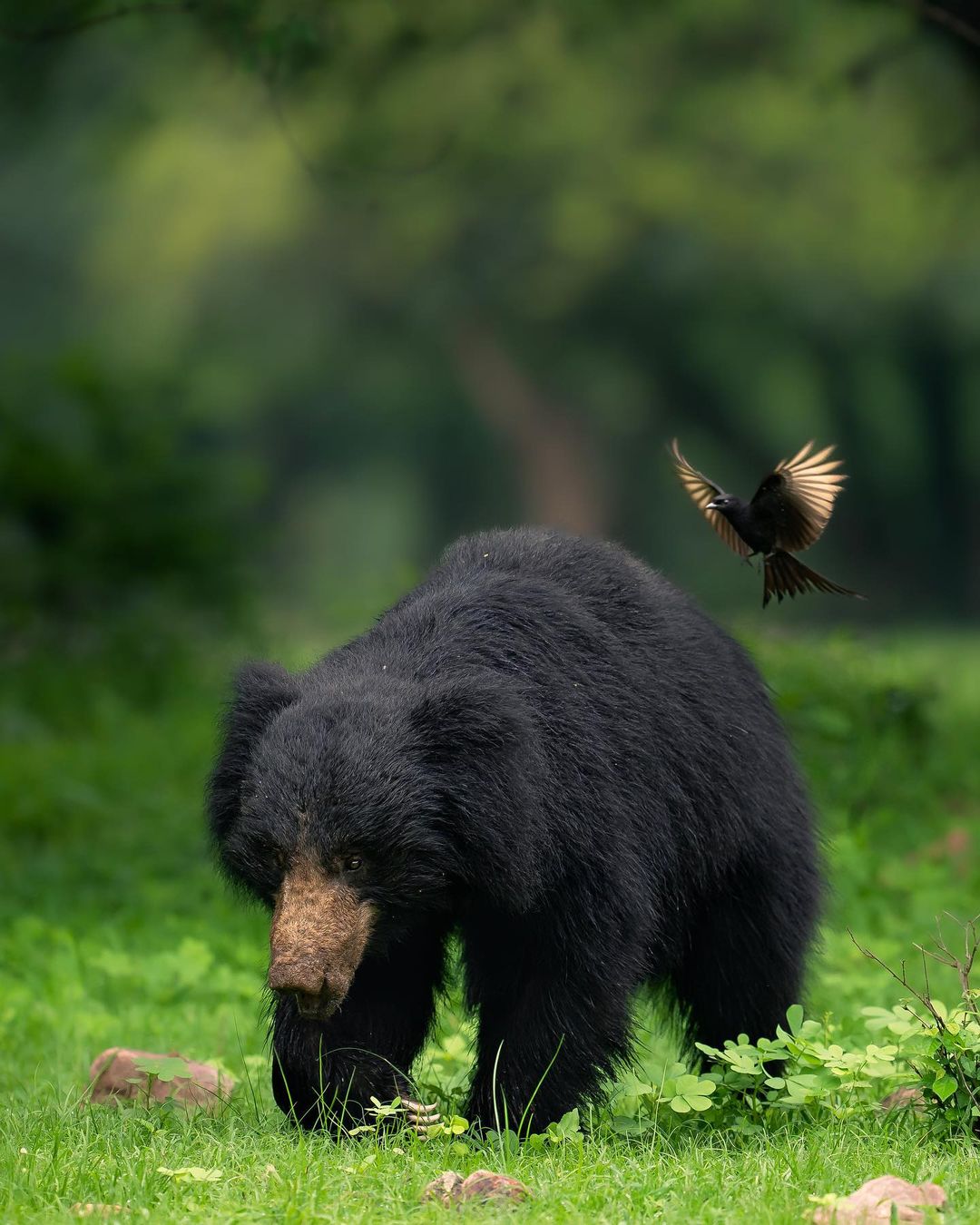 Glimpse of a bear at Ranthambore National Park